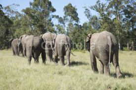 Naklejki Herd of African elephants walking in grasslands. South Africa