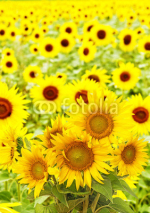Fototapety sunflowers on a field