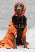Fototapety verkleideter Labrador