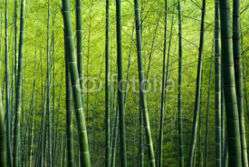 Obrazy i plakaty Bamboo Forest