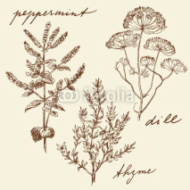 Fototapety hand drawn herbs