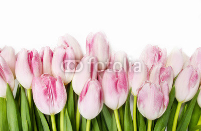 Beautiful pink and white tulips on wooden background. Copy space