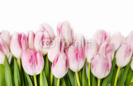 Obrazy i plakaty Beautiful pink and white tulips on wooden background. Copy space