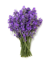 Fototapety bunch of lavender isolated on white