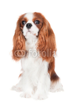 Fototapety cavalier king charles spaniel dog