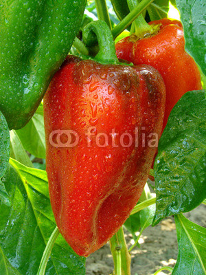 sweet red pepper growing on a plant