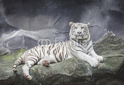 WHITE TIGER on a rock