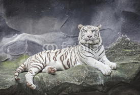 Obrazy i plakaty WHITE TIGER on a rock