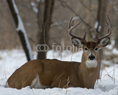 Whitetail Deer laying in the snow