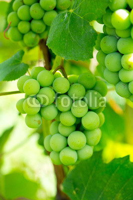 green grapes growing
