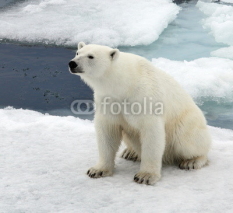Fototapety Polar bear in natural environment