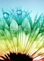 Fototapety dewy dandelion
