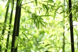 Naklejki Bamboo