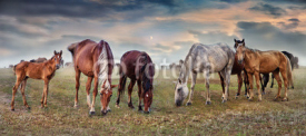 Naklejki horses grazing in the pastures