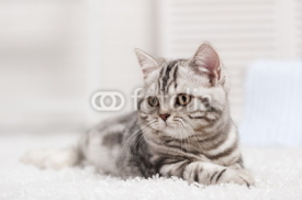 Fototapety Cat on the carpet