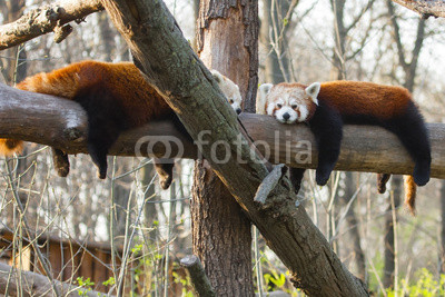 Red or lesser pandas (Ailurus fulgens) are resting on a tree