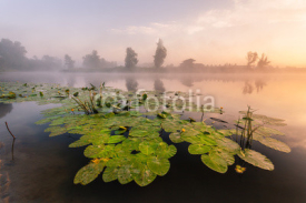 Fototapety beautiful lilies on a lake