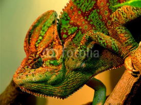 Fototapety Chameleo from Moscow Zoo