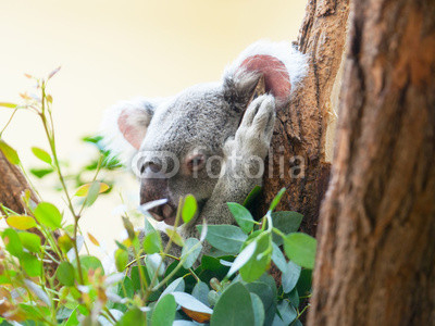 koala a bear sits on a branch of a tree and sleeps