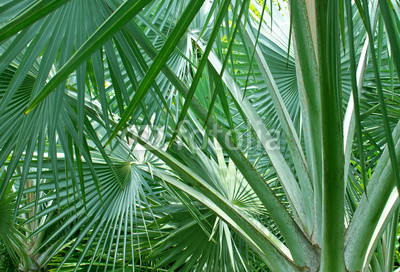 Palm leafs macro