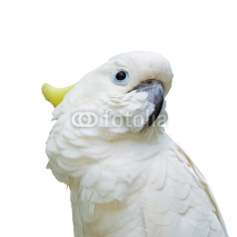 Naklejki Sulphur-crested Cockatoo isolated