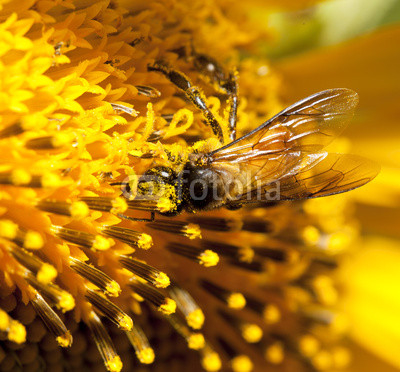 Bee with sunflower blossom season