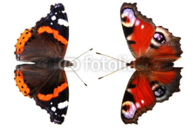 Fototapety Butterflies