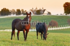 Fototapety Horse Farm
