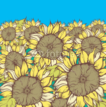 Naklejki Field of sunflowers