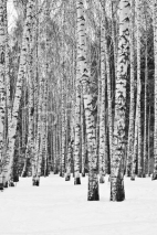 Naklejki Birch forest in winter in black and white
