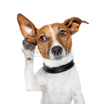 Fototapety dog listening with big ear