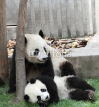 Naklejki Giant panda with its cub Smile