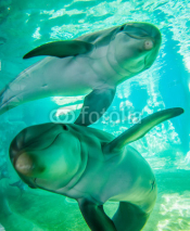 Naklejki dolphin posing for a camera closeup