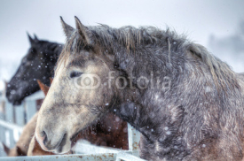 Obrazy i plakaty 冬の馬