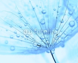 Fototapety dandelion seed with drops