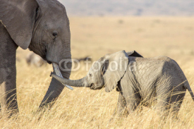 Naklejki african elephant