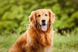 Naklejki Portrait of a  dog