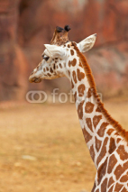 Naklejki Rothschild giraffe in zoo. Head and long neck.