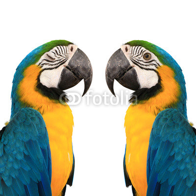 blue and yelow macaw love bird background color white