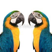 Fototapety blue and yelow macaw love bird background color white