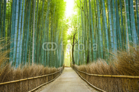 Naklejki Kyoto, Japan Bamboo Forest