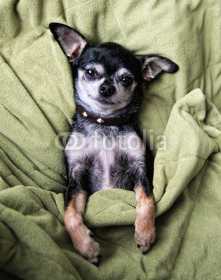a cute chihuahua napping in a blanket