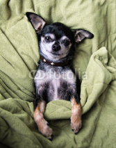 Naklejki a cute chihuahua napping in a blanket
