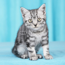 Naklejki Britisch Kurzhaar Kätzchen frontal mit Blick in Kamera