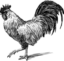 Fototapety rooster