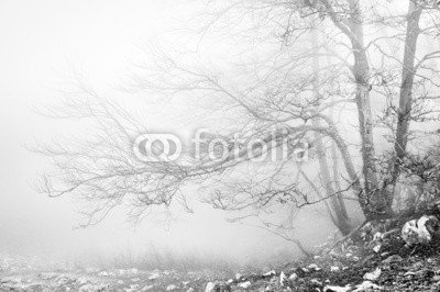 forest in black and white