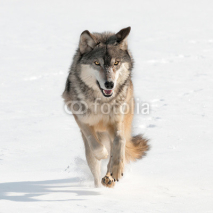 Naklejki Grey Wolf (Canis lupus) Running Straight at Viewer