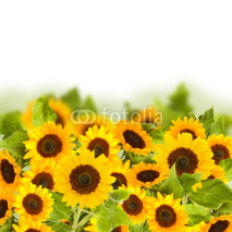 Fototapety bight sunflower field