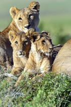 Naklejki Lions Masai Mara