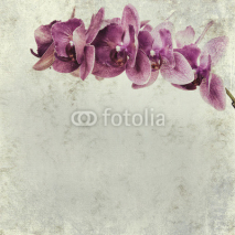 Fototapety textured old paper background with magenta phalaenopsis orchid